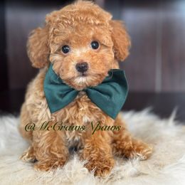Cavapoo, Maltipoo, and Poodle Puppies from McCraws N Paws