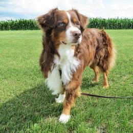 Jaxon - Australian Shepherd