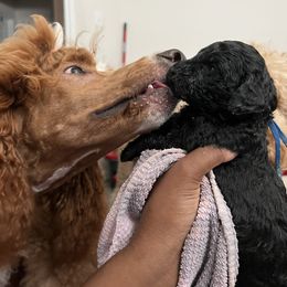 Poodle Puppies from Tyler Family Poodles