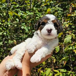 Kit Kat - Grey and white female Bernedoodle puppy in Decatur, Georgia from So Adoodable