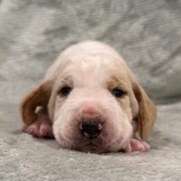 Kristoff - Lemon and white male Basset Hound puppy in Monterey, Tennessee from Southern Belles Bassets