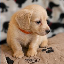 Orange collar male - Cream male Dachshund puppy in Trade, Tennessee from TN Miniature Dachshunds & Basset Hounds