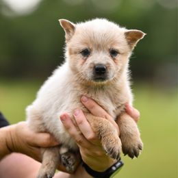 -Boy 5 - Blue male Australian Cattle Dog puppy in Kaufman, Texas from Emberwick Ranch
