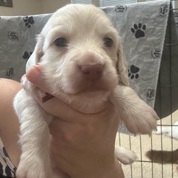 Spanky - Cream male Dachshund puppy in Saginaw, Texas from Saginaw Dachshunds