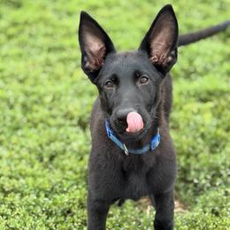 Waldo - Black male German Shepherd puppy in Osco, Illinois from Sonnenhügel Kennel, LLC