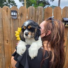 BOY BROWN - Black white and tan male Cocker Spaniel puppy in Longview, Texas from Allison Cocker Spaniel Pup's