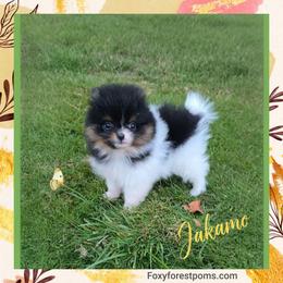 Jakamo - Tri-colored male Pomeranian puppy in Eatonville, Washington from Foxy Forest Poms