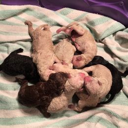 Olde English Bulldogge and Poodle Puppies from Valors Clutch Bulldogges