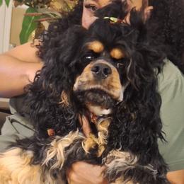 Cocker Spaniel and German Shepherd Puppies from Mekas Cocker Spaniel and Czech bloodline German Shepherds