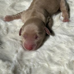 Dachshund Puppies from Hillside Hounds