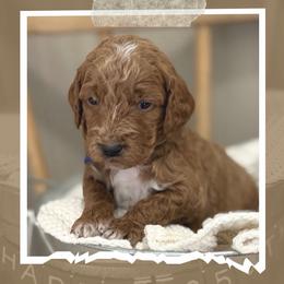 Franklin - Red  male Goldendoodle puppy in Zeeland, Michigan from Dandelion Lane Doodles