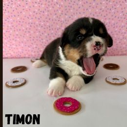 Timon - Black and tan male Pembroke Welsh Corgi puppy in Hanover, Pennsylvania from Happily Ever After Corgis