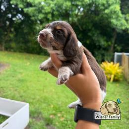 Asha (CKC) - Piebald female Dachshund puppy in Ocala, Florida from The Wiener Family