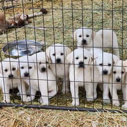 Boy 2 - Labrador Retriever puppy in Priest River, Idaho from Lazy Daisy Labs