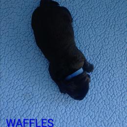 Waffles (Dark Blue Collar) - Black male Labrador Retriever puppy in Prince George, Virginia from Kingdom Kenelz Labradors