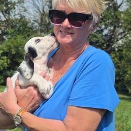 Weedle - Black white and tan male Basset Hound puppy in Lebanon, Ohio from Golden Acres D & B