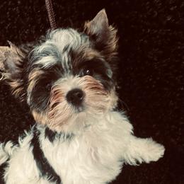 Dolly - Black tan and white female Biewer Terrier puppy in Tucson, Arizona from Great Scotts Biewers