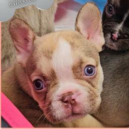 Girl 1 - Teacher's Pet - Fawn and white female French Bulldog puppy in Elberton, Georgia from Ioney's Southern Paws Shelties, Frenchies, and Yorkies