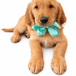 Mercedes - Golden female Golden Retriever puppy in Chicago, Illinois from Urbane Retrievers