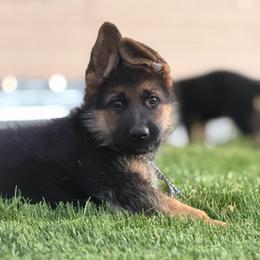 Blue check - Black and tan male German Shepherd puppy in La Salle, Colorado from Pure Heart German shepherds