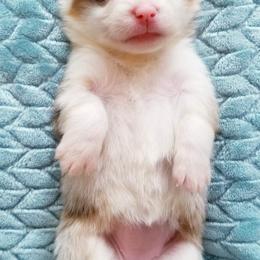 American Corgi and Pembroke Welsh Corgi Puppies from Whimsical Treasure Corgis