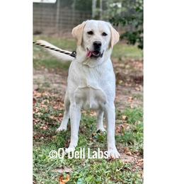 Clare - Labrador Retriever