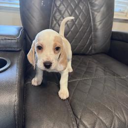 Misty - Lemon and white female Beagle puppy in Meridianville, Alabama from Spear Lake Beagles