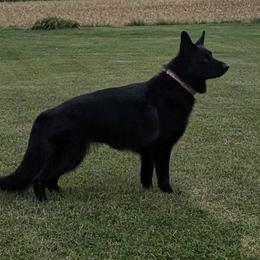 Nikki - German Shepherd