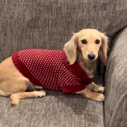 Peach - Dachshund