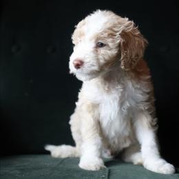 Carlisle - Cream male Aussiedoodle puppy in Millville, California from Hope Lane Kennels