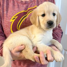 Brie - Light golden female Golden Retriever puppy in Seville, Ohio from Retriever Ranch
