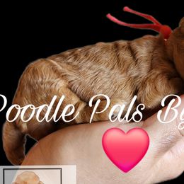 Poodles from Poodle Pals By Jen