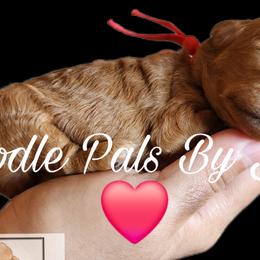 Poodles from Poodle Pals By Jen