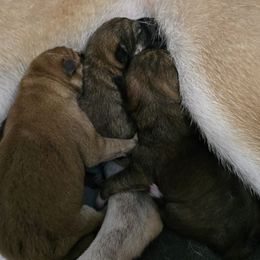 Tbd - Red male Shiba Inu puppy in Marianna, Florida from Diwasou