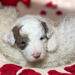 Nico - Sable male Goldendoodle puppy in North Branch, Michigan from Graceful Miniature Goldendoodles