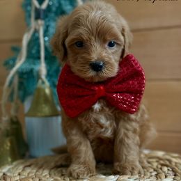K Blue Boy - Red  male Goldendoodle puppy in Lewisville, Texas from Texas Goldendoodle Lovers