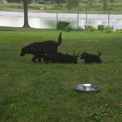 Flat-Coated Retriever Puppies from Kingsbridge Flat-Coated Retrievers