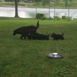 Flat-Coated Retriever Puppies from Kingsbridge Flat-Coated Retrievers