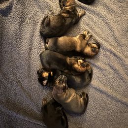 German Shepherd Puppies from Segen Von Gott German Shepherd’s