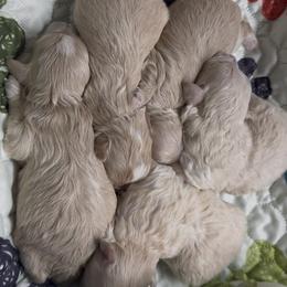 Maltipoo puppies from Doodle Pups Fur-Ever