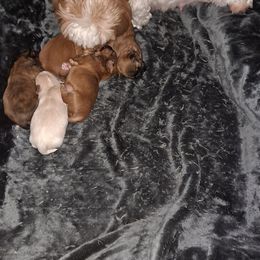 Shih Tzu Puppies from N.F.S.T Imperial ShihTzu Puppies.