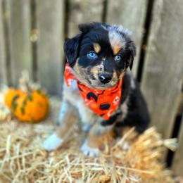 Grimm - Blue merle male Australian Shepherd puppy in Salem, Oregon from Steady Aim Aussies