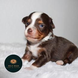 Willow - Red tri female Toy Australian Shepherd puppy in Wiggins, Colorado from Mile High Acres & Aussies