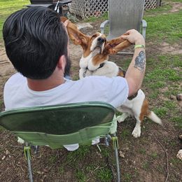 Basset Hound All Grown Up from Hazard Hound Kennels