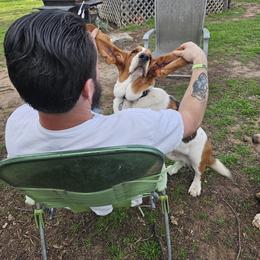 Basset Hound All Grown Up from Hazard Hound Kennels