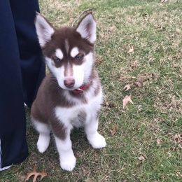 Siberian Husky Puppies from Crazy Cookies Huskies
