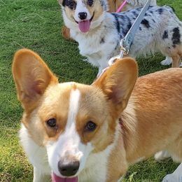 American Corgis and Pembroke Welsh Corgis from Rose Petal Corgis