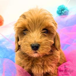 Lil Leo - Red male Australian Labradoodle puppy in Estacada, Oregon from Pine Lodge Labradoodles