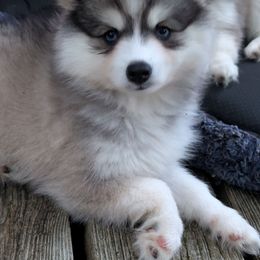 Ashley Female blue eyes - Black and white female Pomsky puppy in Hurleyville, New York from My Crazy Pomskys