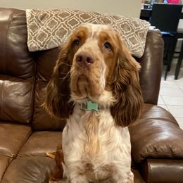 Delilah - English Springer Spaniel